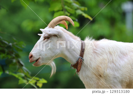 ヤギ・旭山動物園（北海道・旭川市） 129313180
