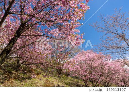 福島県耶麻郡猪苗代町古城跡 桜の名所亀ヶ城公園の遅咲きの八重桜などのサクラの景色 福島県耶麻郡猪苗代町古城跡 桜の名所亀ヶ城公園の遅咲きの八重桜などのサクラの景色 129313197