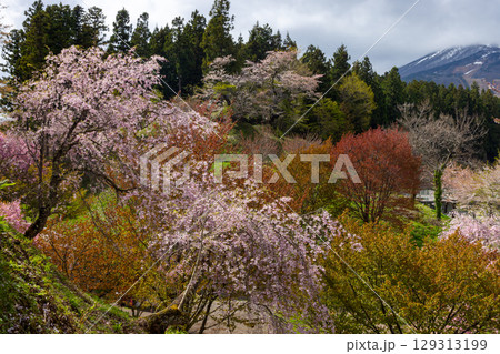 福島県耶麻郡猪苗代町古城跡　桜の名所亀ヶ城公園の遅咲きの八重桜などのサクラの景色 129313199