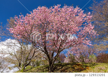 福島県耶麻郡猪苗代町古城跡　桜の名所亀ヶ城公園の遅咲きの八重桜などのサクラの景色 129313201