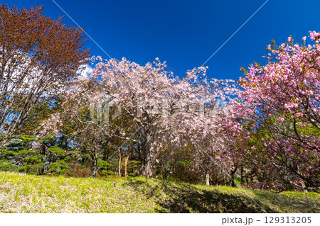 福島県耶麻郡猪苗代町古城跡 桜の名所亀ヶ城公園の遅咲きの八重桜などのサクラの景色 福島県耶麻郡猪苗代町古城跡 桜の名所亀ヶ城公園の遅咲きの八重桜などのサクラの景色 129313205