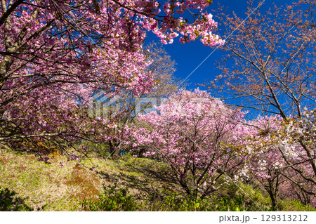 福島県耶麻郡猪苗代町古城跡　桜の名所亀ヶ城公園の遅咲きの八重桜などのサクラの景色 129313212