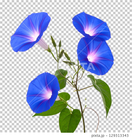 Beautiful pink and purple flowers with banana blossom isolated on white background. Beautiful pink and purple flowers with banana blossom isolated on white background. 129313343