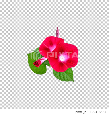 Close-up of beautiful pink flower blooming in nature, isolated on white background. 129313384