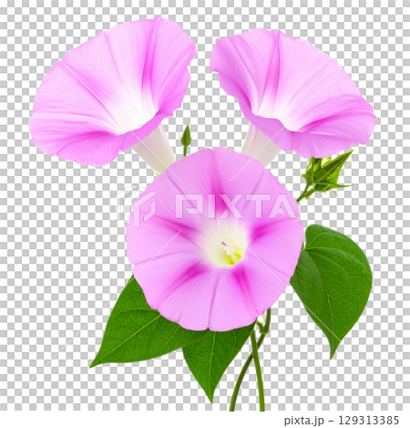 Close-up of beautiful pink flower blooming in nature, isolated on white background. 129313385