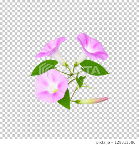 Close-up of beautiful pink flower blooming in nature, isolated on white background. 129313386