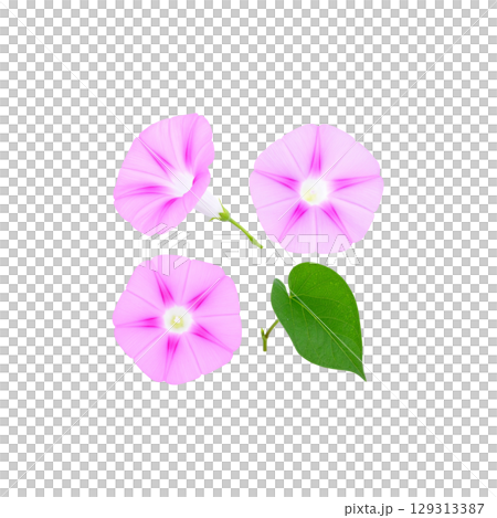 Close-up of beautiful pink flower blooming in nature, isolated on white background. 129313387