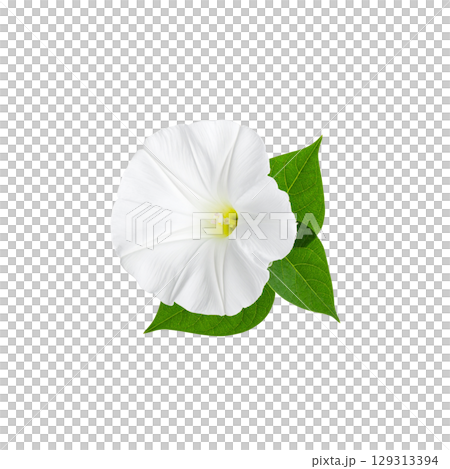 Beautiful floral illustration with white flowers isolated on white background. Beautiful floral illustration with white flowers isolated on white background. 129313394