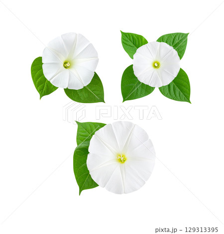 Beautiful floral illustration with white flowers isolated on white background. 129313395