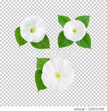 Beautiful floral illustration with white flowers isolated on white background. 129313395