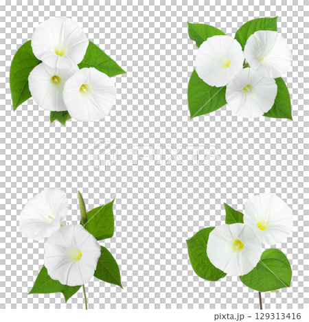 Colorful floral and leaf patterns isolated on white background. Colorful floral and leaf patterns isolated on white background. 129313416