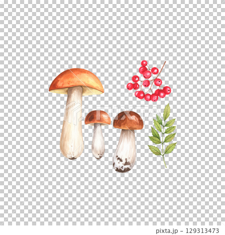 Fresh brown and white mushrooms isolated on white background Fresh brown and white mushrooms isolated on white background 129313473