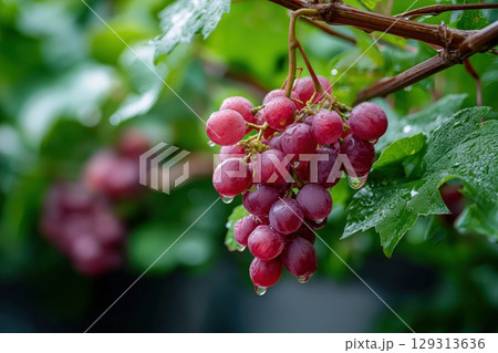 Fresh Red Grapes Covered in Raindrops on Lush Green Vine Leaves 129313636