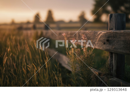 Golden Hour Lighting on Wildflowers Beside a Rustic Wooden Fence in a Serene Field 129313648
