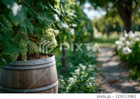 Ripe Green Grapes Hanging from Vineyard with Rustic Barrel and Lush Green Background Ripe Green Grapes Hanging from Vineyard with Rustic Barrel and Lush Green Background 129313962