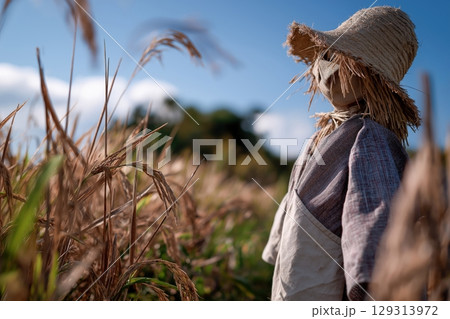 Scarecrow in Golden Rice Field Under Clear Blue Sky 129313972