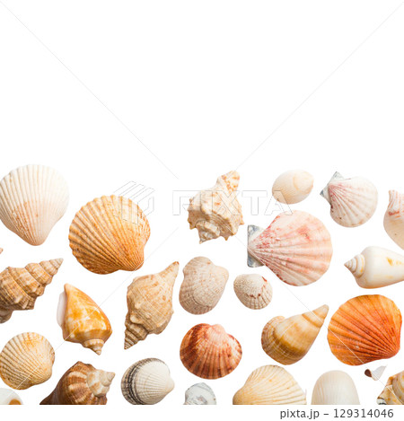 Collection of natural sea shells isolated on a white background, perfect for summer beach and ocean themes Collection of natural sea shells isolated on a white background, perfect for summer beach and ocean themes 129314046
