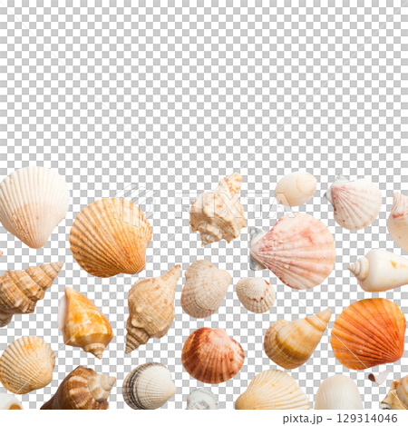 Collection of natural sea shells isolated on a white background, perfect for summer beach and ocean themes Collection of natural sea shells isolated on a white background, perfect for summer beach and ocean themes 129314046