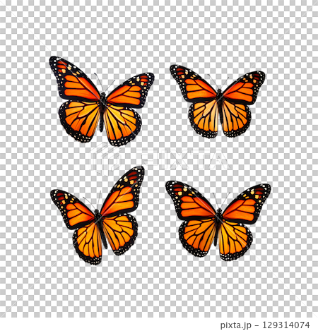 A colorful monarch butterfly with black and orange wings flies in nature. A colorful monarch butterfly with black and orange wings flies in nature. 129314074