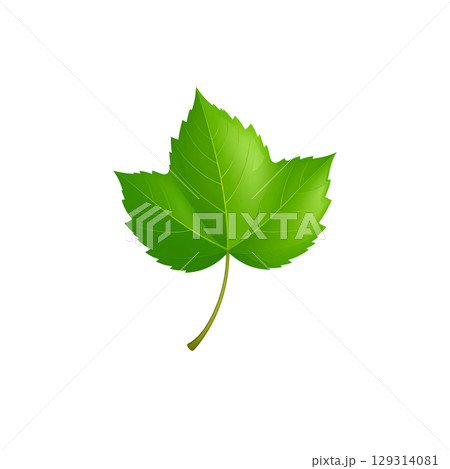 Green leaf or fresh foliage branch isolated on white background 129314081
