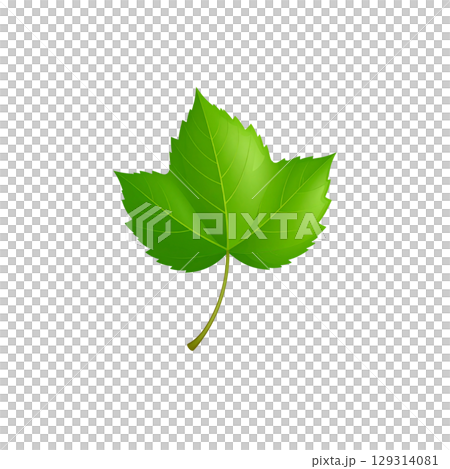 Green leaf or fresh foliage branch isolated on white background 129314081