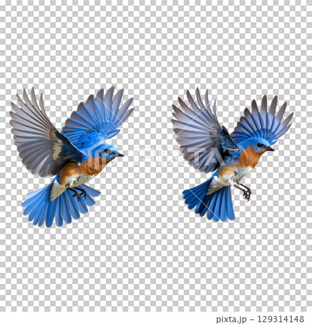 Colorful tropical birds, including parrots and macaws, fly through the jungle with their colorful feathers and spread wings on a white background. 129314148