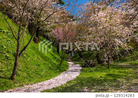 福島県耶麻郡猪苗代町古城跡　桜の名所亀ヶ城公園の遅咲きの八重桜などのサクラと散った花びらの景色 129314263