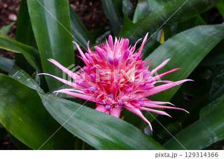 シマサンゴアナナス シマサンゴアナナス 129314366