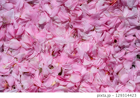 Fallen cherry blossom petals densely cover the ground, creating a soft, textured surface. Aerial view captures the delicate beauty and seasonal ephemerality of Sakura Fallen cherry blossom petals densely cover the ground, creating a soft, textured surface. Aerial view captures the delicate beauty and seasonal ephemerality of Sakura 129314423