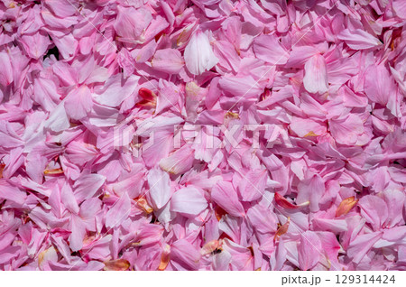 Fallen cherry blossom petals densely cover the ground, creating a soft, textured surface. Aerial view captures the delicate beauty and seasonal ephemerality of Sakura Fallen cherry blossom petals densely cover the ground, creating a soft, textured surface. Aerial view captures the delicate beauty and seasonal ephemerality of Sakura 129314424