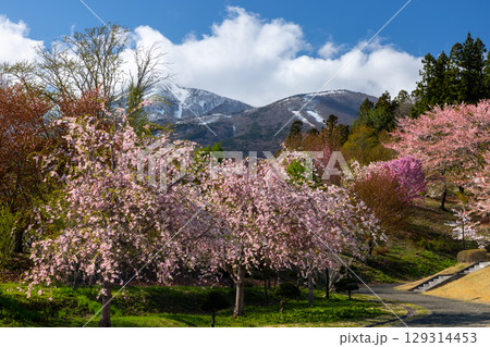 福島県耶麻郡猪苗代町古城跡　桜の名所亀ヶ城公園の遅咲きの八重桜などのサクラと磐梯山の景色 129314453