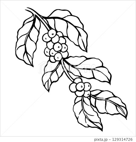 branch with coffee fruits. vector illustration in doodle style branch with coffee fruits. vector illustration in doodle style 129314726