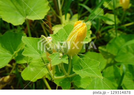 発育の悪いカボチャの花 発育の悪いカボチャの花 129314878