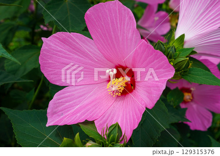 芙蓉の花 129315376