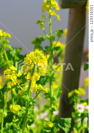 東谷山フルーツパーク　菜の花 129316561