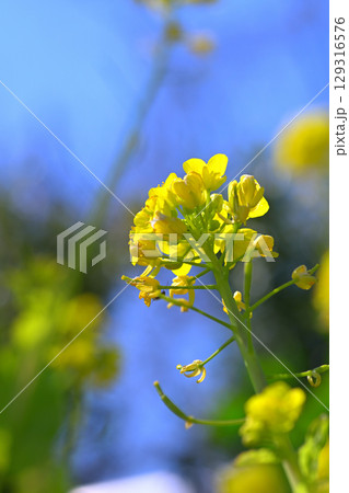東谷山フルーツパーク 菜の花 東谷山フルーツパーク 菜の花 129316576