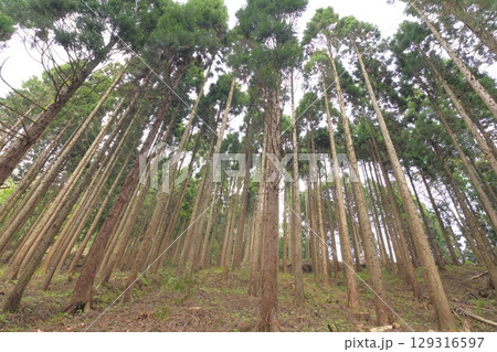 山の中にある杉林 山の中にある杉林 129316597