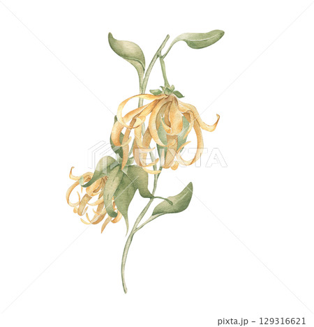 Cananga odorata botanical art hand painted isolated. Ylang ylang watercolor tropical flower in muted golden tones. Asian jungle bloom drawing for aromatherapy labels, resort decor, organic product. 129316621