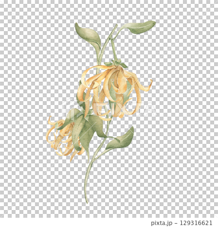 Cananga odorata botanical art hand painted isolated. Ylang ylang watercolor tropical flower in muted golden tones. Asian jungle bloom drawing for aromatherapy labels, resort decor, organic product. Cananga odorata botanical art hand painted isolated. Ylang ylang watercolor tropical flower in muted golden tones. Asian jungle bloom drawing for aromatherapy labels, resort decor, organic product. 129316621