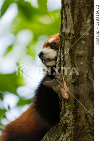 木に登るレッサーパンダ 129316622