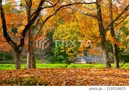 秋の紅葉と落ち葉に包まれた里山風景 129316625