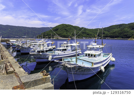 愛媛県三崎漁協井野浦支所に停泊する漁船と青い海の穏やかな夏の港風景 129316750