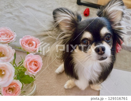 ピンクのバラとポメチワ 129316761