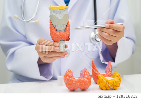 Hyperthyroidism, Overactive Thyroid, Thyroid Lymphoma, Asian doctor with thyroid gland human anatomy model in hospital. Hyperthyroidism, Overactive Thyroid, Thyroid Lymphoma, Asian doctor with thyroid gland human anatomy model in hospital. 129316815