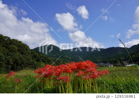 篠栗　大祖宮付近の曼珠沙華 129316961