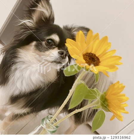 ひまわりと犬　ポメチワ 129316962