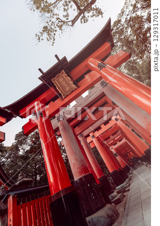 Series of red torii gates at Fushimi Inari Taisha photographed Dutch angle with soft vintage tones 129317011