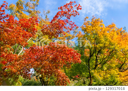 Japanese maple trees in full autumn color with vivid red and yellow foliage against clear blue sky Japanese maple trees in full autumn color with vivid red and yellow foliage against clear blue sky 129317018