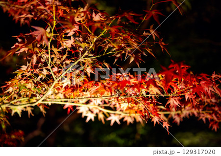 Red autumn leaves of Japanese maple branch highlighted by artificial lighting Red autumn leaves of Japanese maple branch highlighted by artificial lighting 129317020
