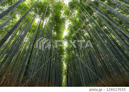 Sunlight pierces the canopy in Arashiyama Bamboo Grove, Kyoto Sunlight pierces the canopy in Arashiyama Bamboo Grove, Kyoto 129317035